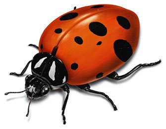 hexbug ladybug