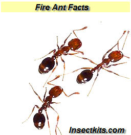 Ant Species