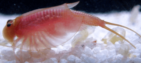 TOYOPS Trioptica Ghost Triops – Zyngroo